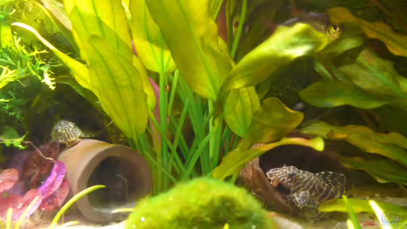 Besatz im Aquarium Becken 9856 von Die kleine Meerjungfrau (41)