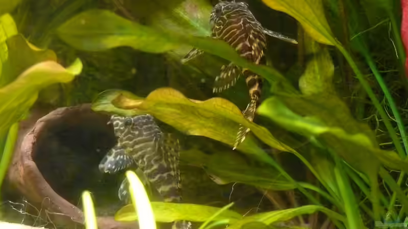 Besatz im Aquarium Becken 9856 von Die kleine Meerjungfrau (42)