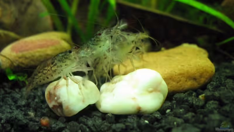 Besatz im Aquarium Becken 9858 von spree (4)