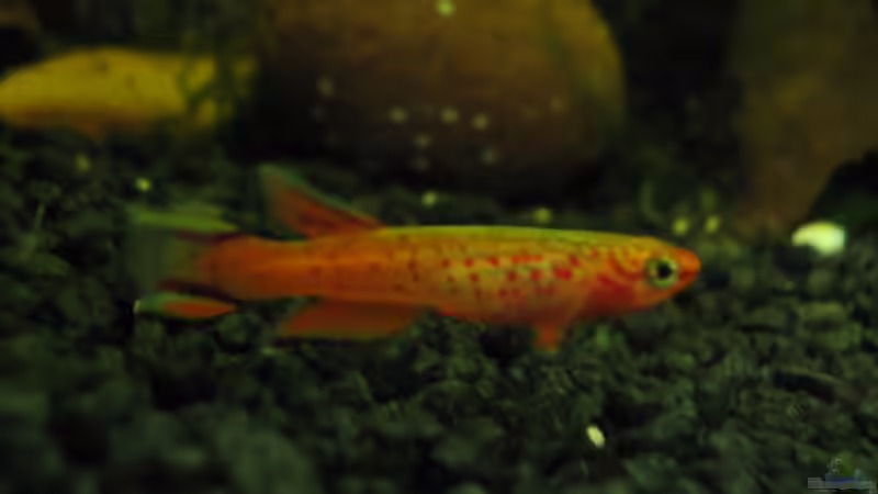 Besatz im Aquarium Becken 9858 von spree (6)