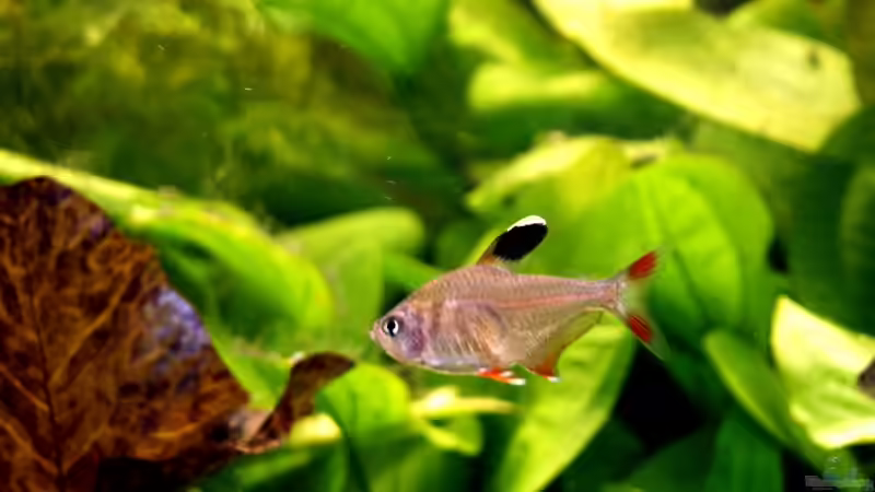 Besatz im Aquarium Becken 988 von msp99 (19)