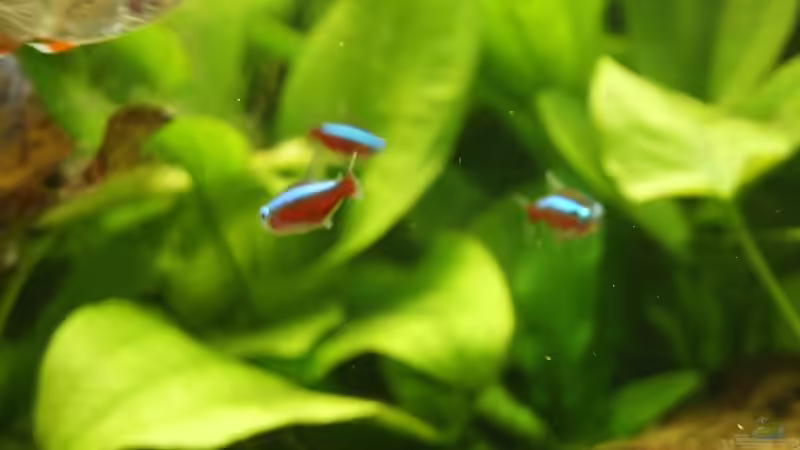 Besatz im Aquarium Becken 988 von msp99 (21)