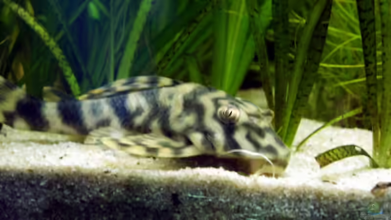 Besatz im Aquarium Becken 988 von msp99 (22)