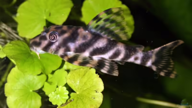 Besatz im Aquarium Becken 988 von msp99 (23)