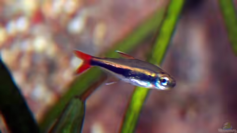 Besatz im Aquarium Becken 988 von msp99 (24)