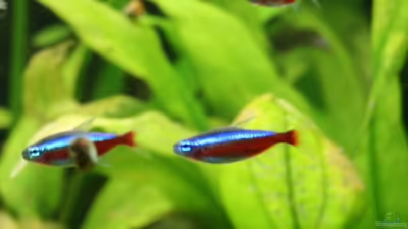 Besatz im Aquarium Becken 988 von msp99 (25)