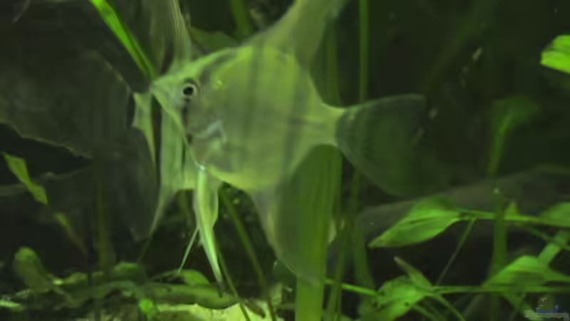 Besatz im Aquarium Becken 9910 von Schins (14)