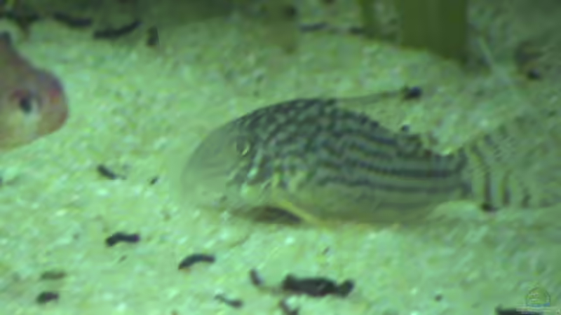 Besatz im Aquarium Becken 9910 von Schins (8)