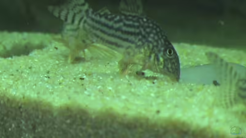 Besatz im Aquarium Becken 9910 von Schins (9)