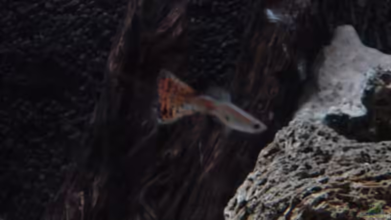 Besatz im Aquarium Becken 9913 von Dominik Laufer (11)