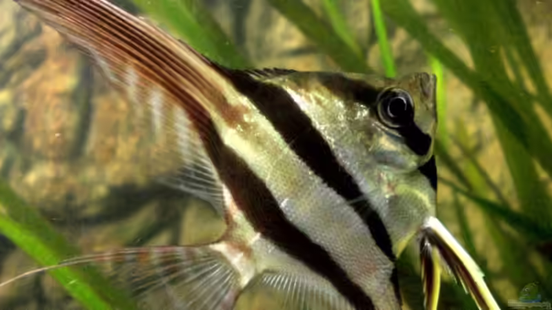 Besatz im Aquarium Becken 9926 von Angelfish (10)