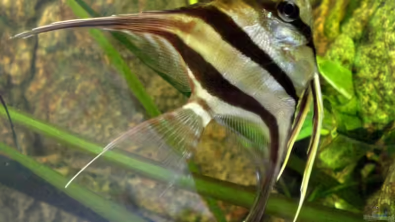 Besatz im Aquarium Becken 9926 von Angelfish (12)