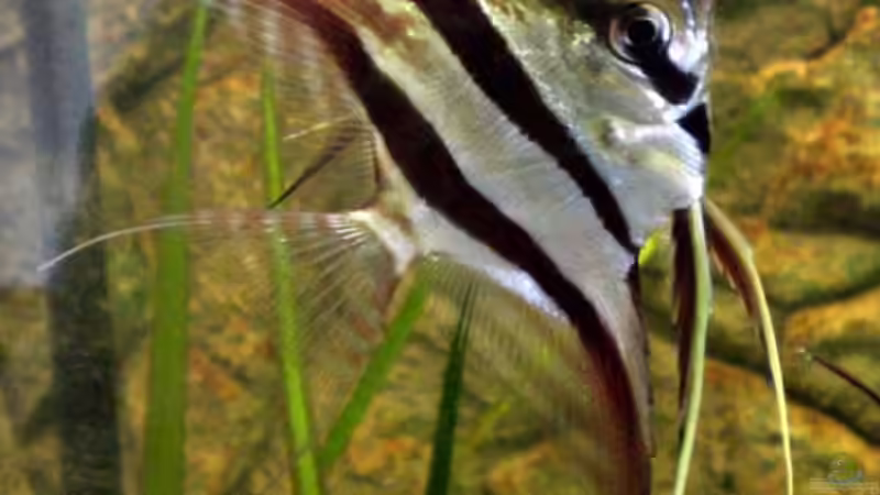 Besatz im Aquarium Becken 9926 von Angelfish (13)