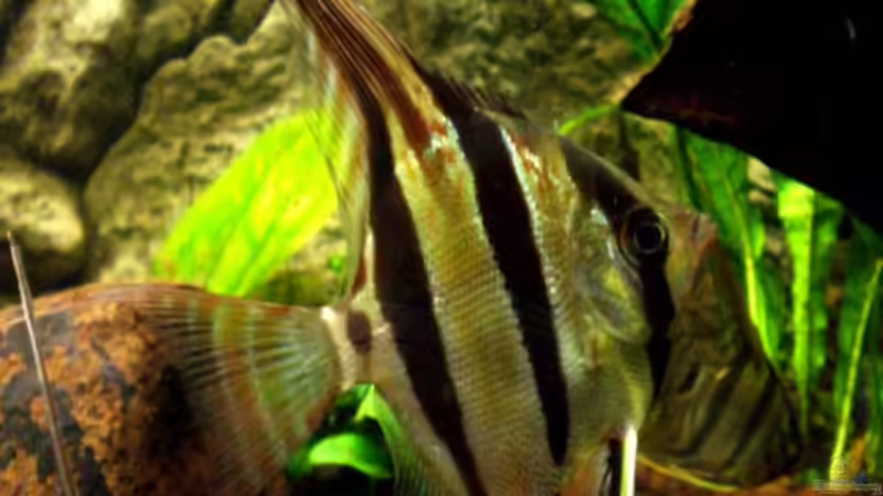 Besatz im Aquarium Becken 9926 von Angelfish (15)
