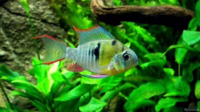 Besatz im Aquarium Becken 9926 von Angelfish (16)