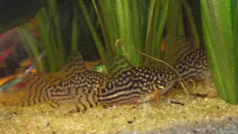 Besatz im Aquarium Becken 9926 von Angelfish (8)