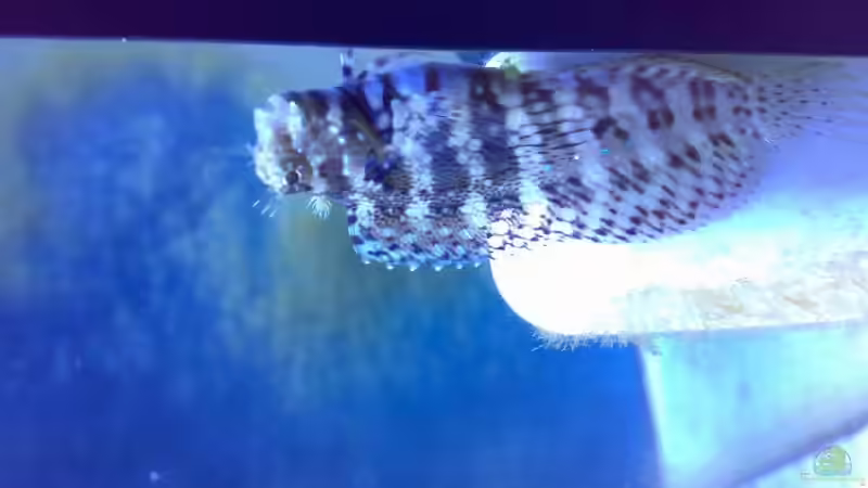 Besatz im Aquarium Becken 9928 von der Preusse (18)