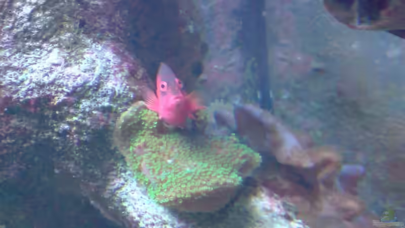 Besatz im Aquarium Becken 9928 von der Preusse (23)