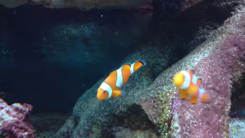 Besatz im Aquarium Becken 9928 von der Preusse (24)