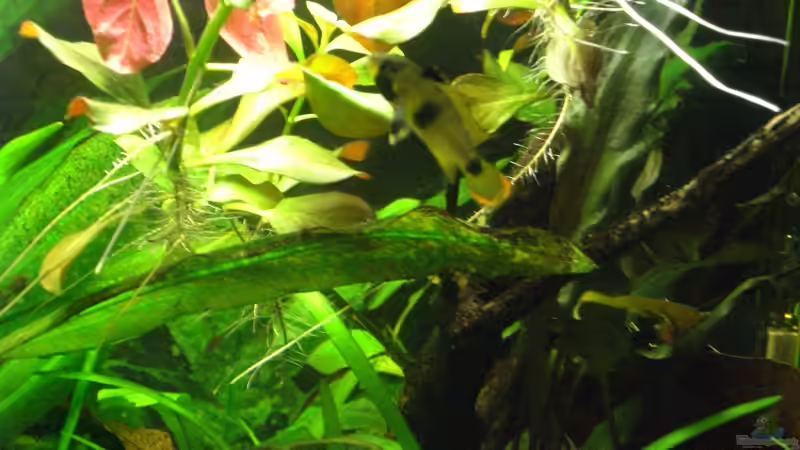 Besatz im Aquarium Becken 9929 von To Be (4)