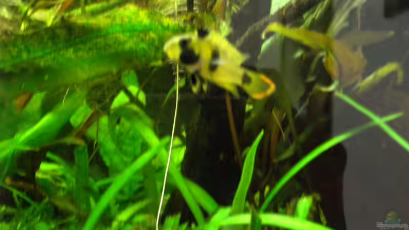 Besatz im Aquarium Becken 9929 von To Be (5)