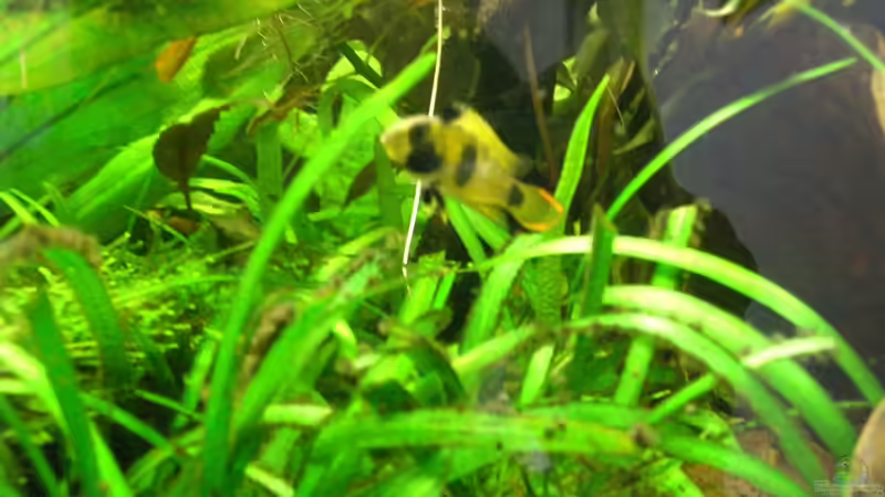 Besatz im Aquarium Becken 9929 von To Be (7)