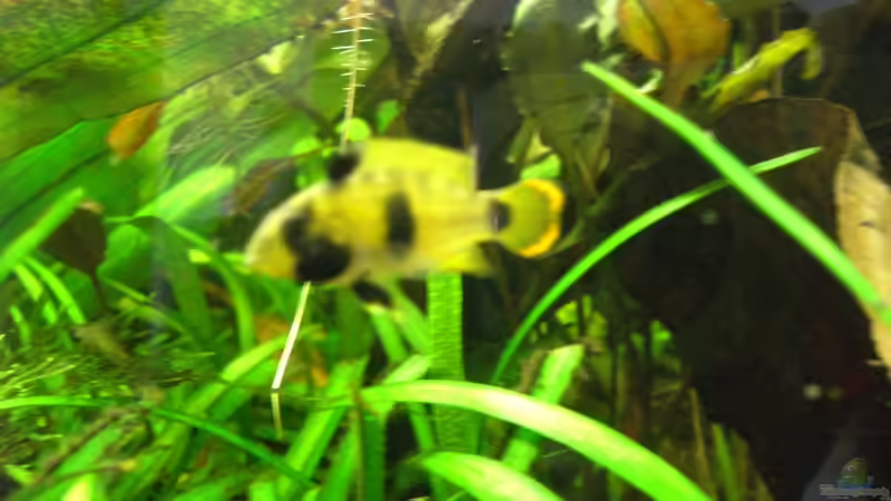 Besatz im Aquarium Becken 9929 von To Be (8)