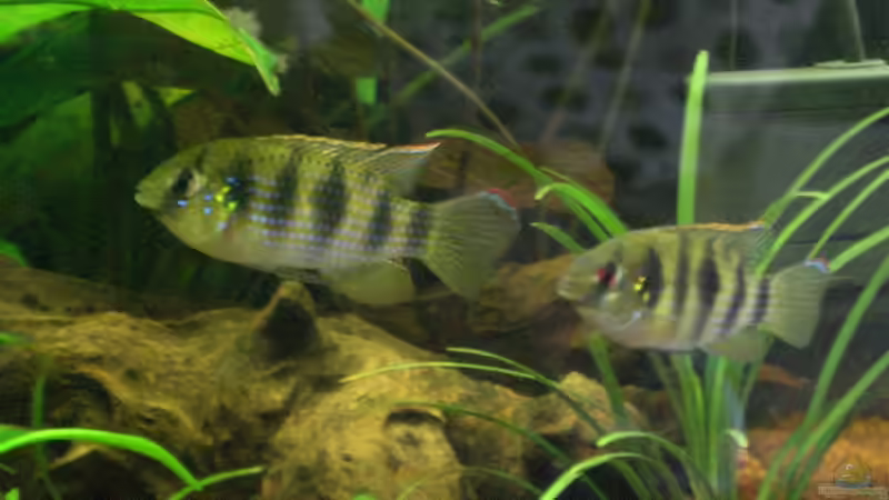 Besatz im Aquarium Becken 9930 von To Be (10)