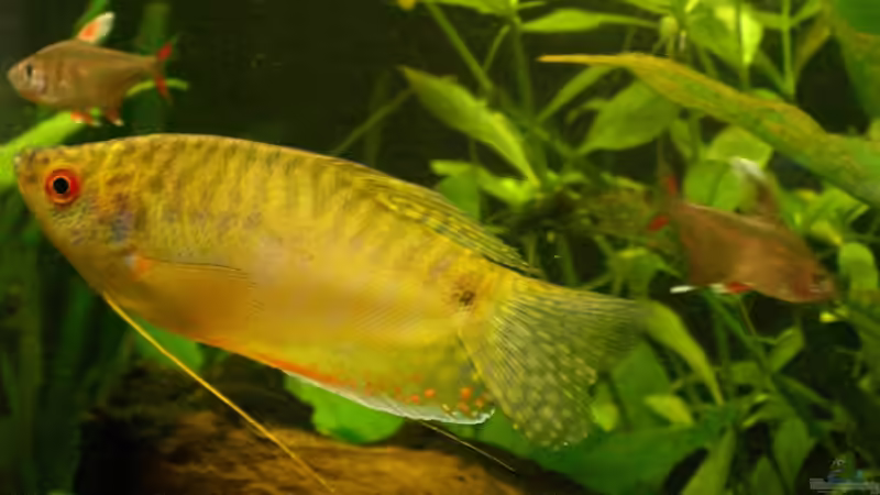 Besatz im Aquarium Becken 9930 von To Be (7)