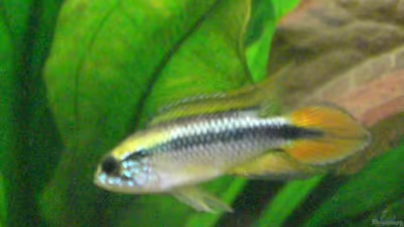 Besatz im Aquarium Becken 9930 von To Be (8)