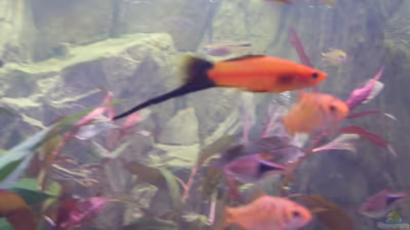 Besatz im Aquarium Becken 9940 von Sven Delbederis (11)