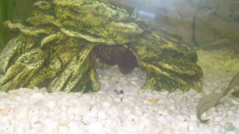 Besatz im Aquarium Becken 9940 von Sven Delbederis (12)