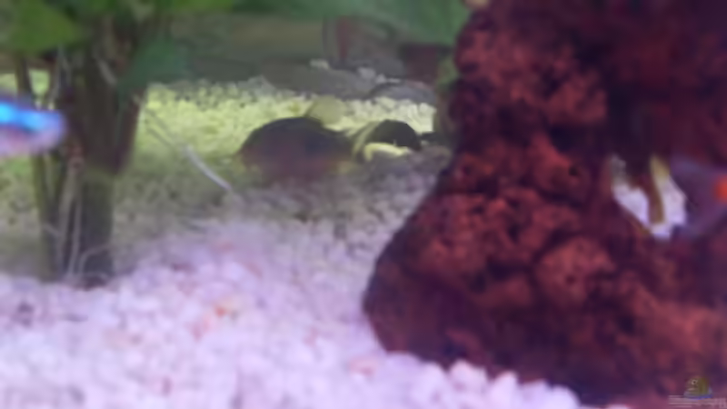 Besatz im Aquarium Becken 9940 von Sven Delbederis (13)