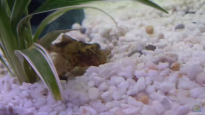 Besatz im Aquarium Becken 9940 von Sven Delbederis (17)