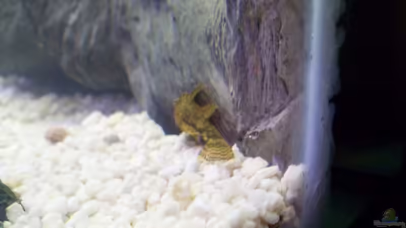 Besatz im Aquarium Becken 9940 von Sven Delbederis (18)