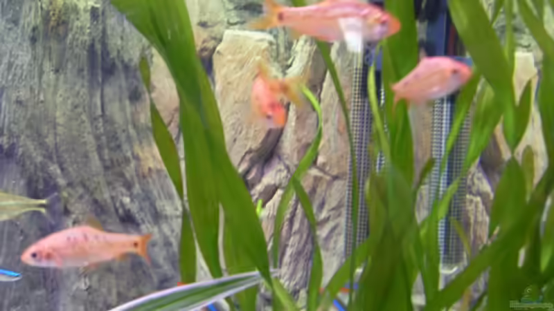 Besatz im Aquarium Becken 9940 von Sven Delbederis (20)