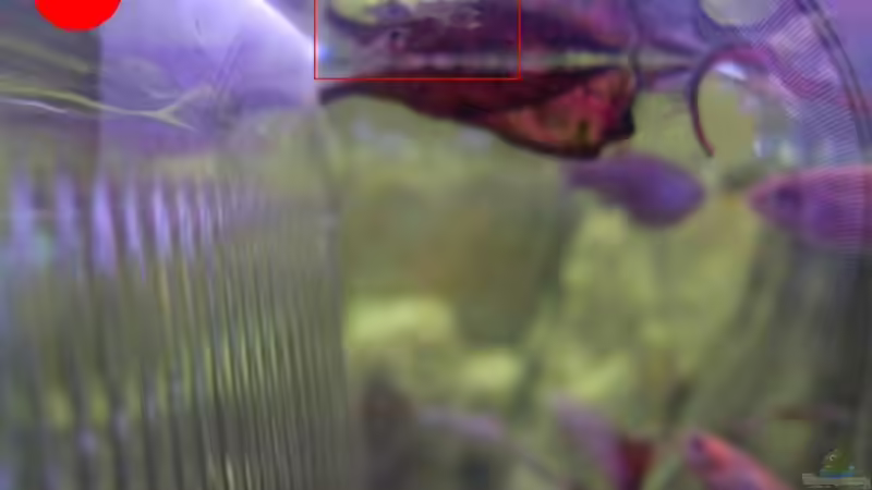 Besatz im Aquarium Becken 9940 von Sven Delbederis (27)