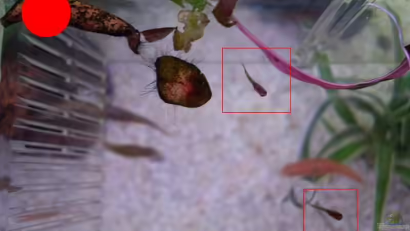 Besatz im Aquarium Becken 9940 von Sven Delbederis (28)