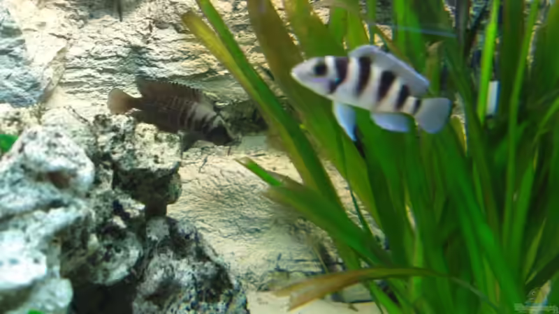 Besatz im Aquarium Becken 9947 von Benjamin Heinemeyer (8)