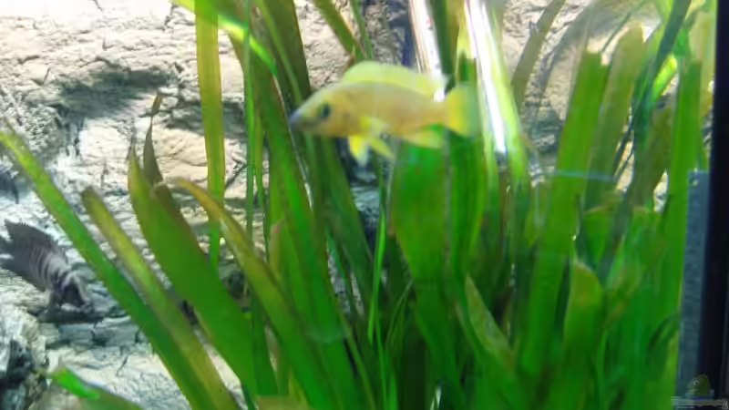 Besatz im Aquarium Becken 9947 von Benjamin Heinemeyer (9)