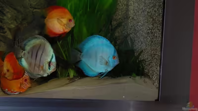 Besatz im Aquarium Becken 9948 von Peter Osebold (15)