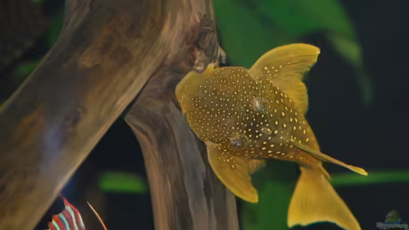 Besatz im Aquarium Becken 9948 von Peter Osebold (5)