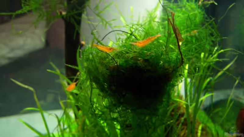 Besatz im Aquarium Becken 9962 von Dani B (10)