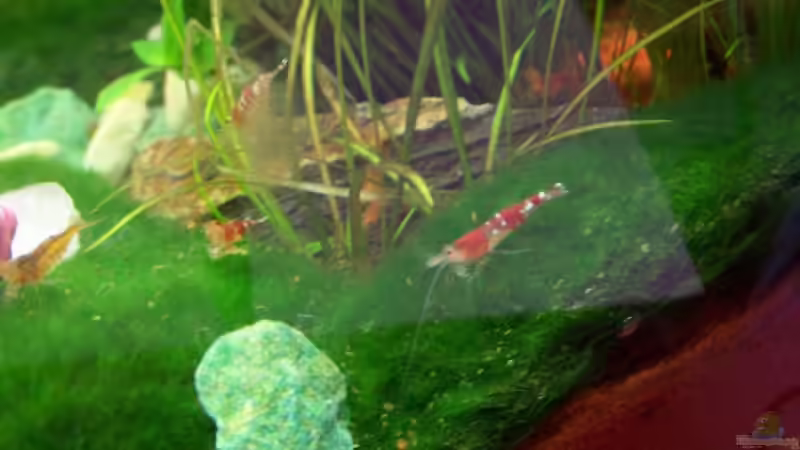 Besatz im Aquarium Becken 9962 von Dani B (11)