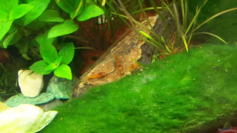 Besatz im Aquarium Becken 9962 von Dani B (13)