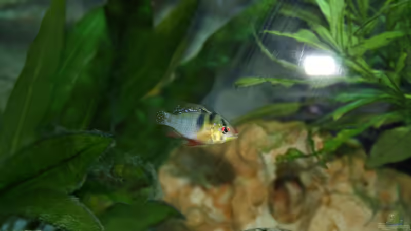 Besatz im Aquarium Becken abzugeben VB von schnapper (9)