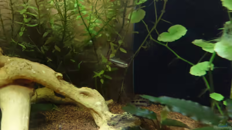 Besatz im Aquarium Becken Arbeitszimmer von Christian S. (11)