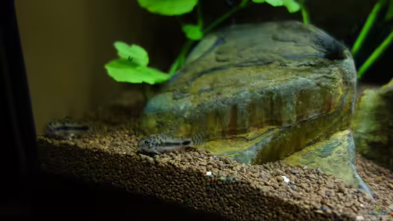 Besatz im Aquarium Becken Arbeitszimmer von Christian S. (12)