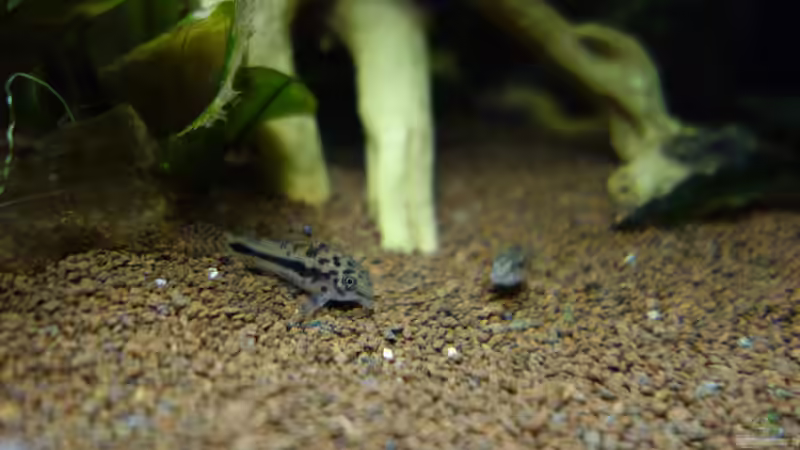 Besatz im Aquarium Becken Arbeitszimmer von Christian S. (13)