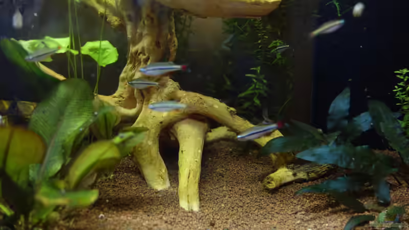 Besatz im Aquarium Becken Arbeitszimmer von Christian S. (14)